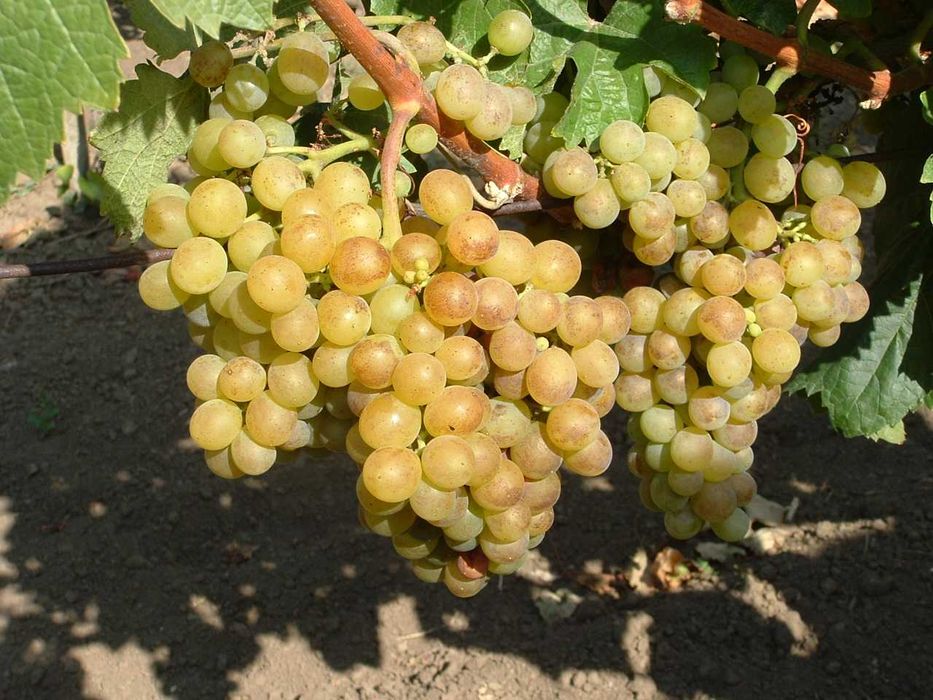 Struguri de vin albi si negri Feteasca Muscat Ottonel Riesling Merlot