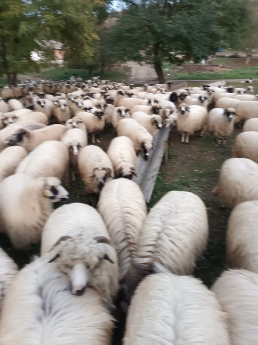 Oi tinere de vînzare
