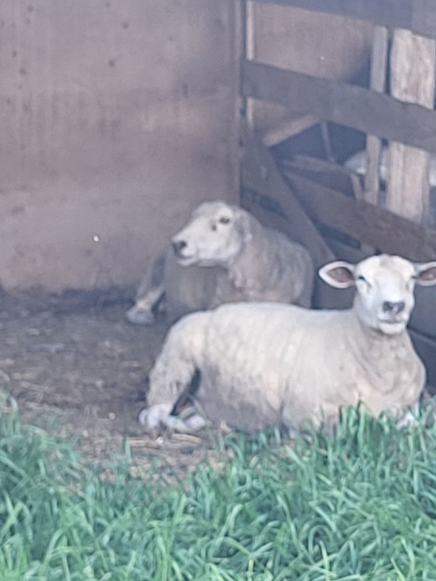 Vând sau schimb oii texel