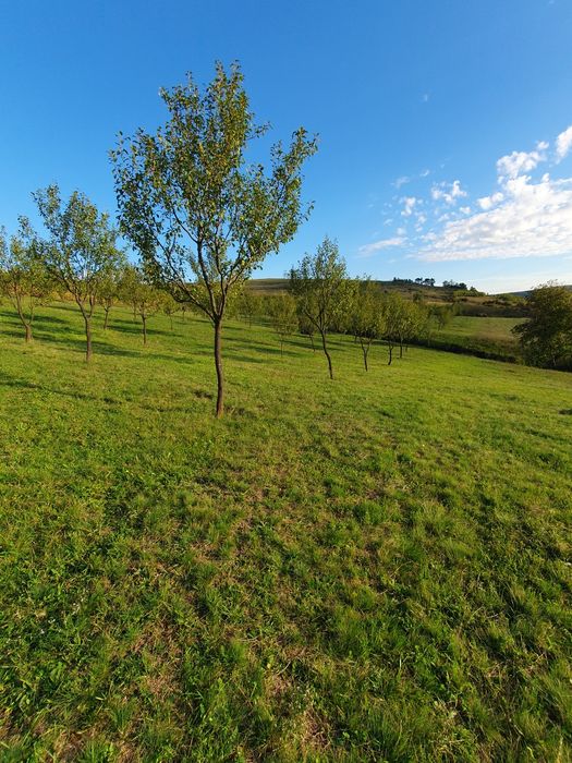 Livada de pomi tineri