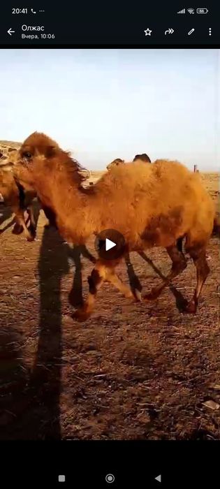 Тайлак ұрғашы (Қоспақ)