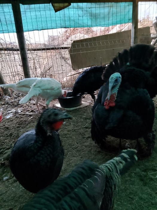 Куркала сотилади