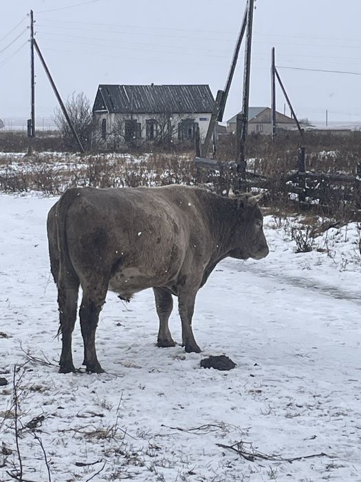 Продам быка. Возраст 3,5 года,