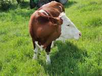 Vaca si juninci de vanzare
