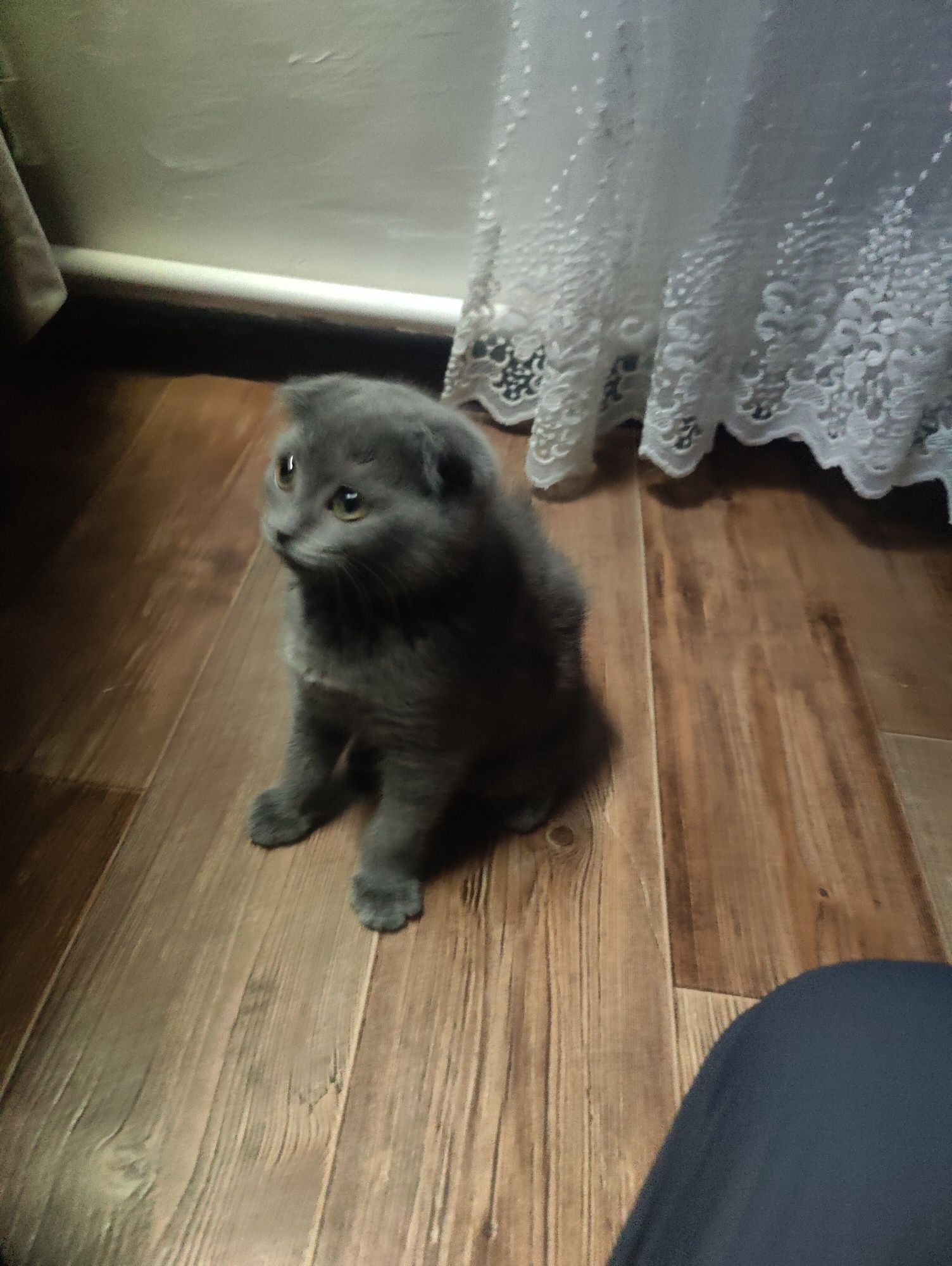 Срочно продаю котенка вислоухи