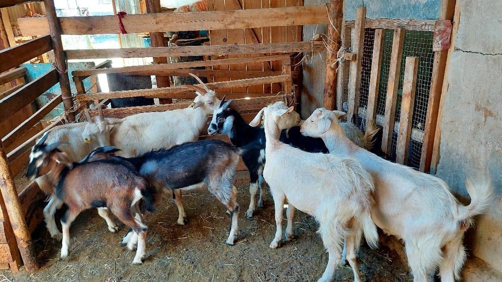 Ешкілер семіз союға дайын жем жеп тұрған ешкі коза козы