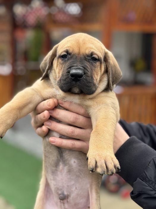 Vad pui presa canario