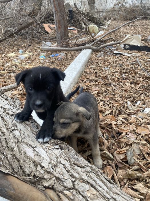 Девочкам нужен дом!