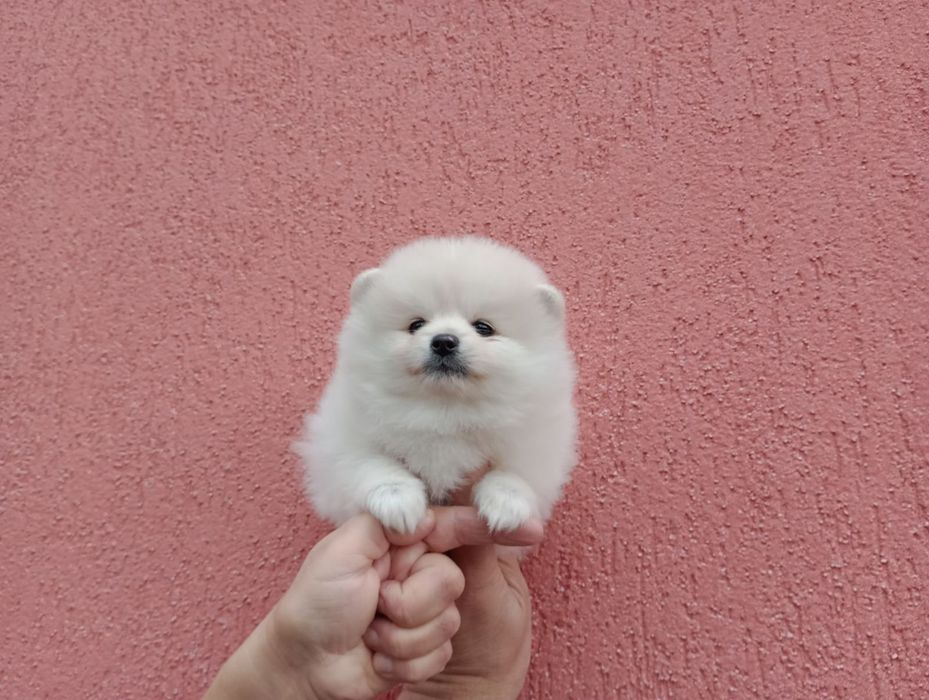 Женски Померани !