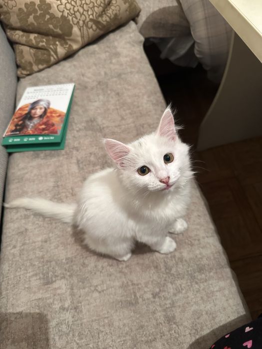 Котенок домашний, девочка