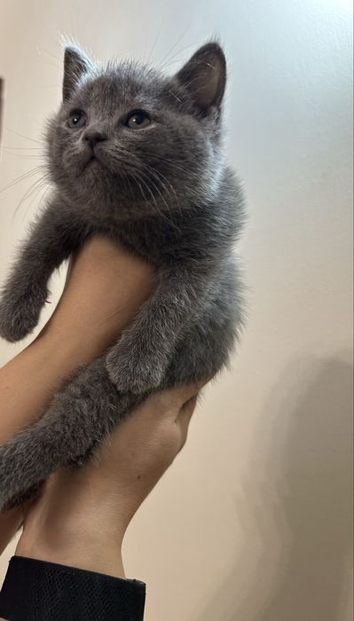 Продаётся чисто кровные котята