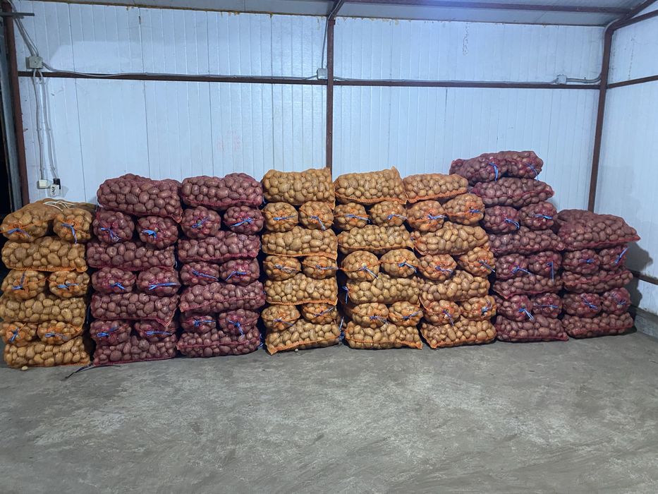 Vand cartofi rosii si albi !