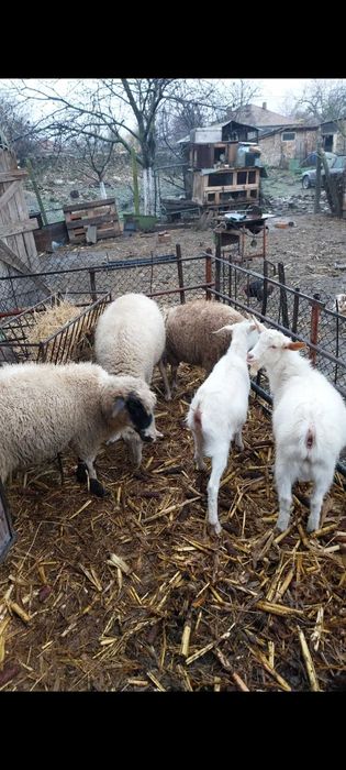 Агнета и ярета                     .