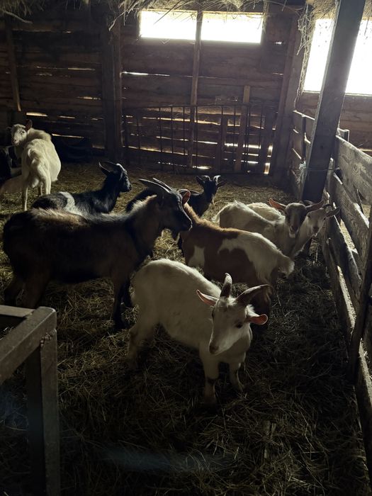 Iezi si berbecuti de vanzare