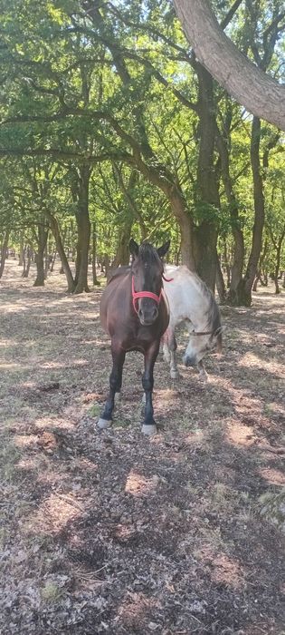 Vand manza de doi ani