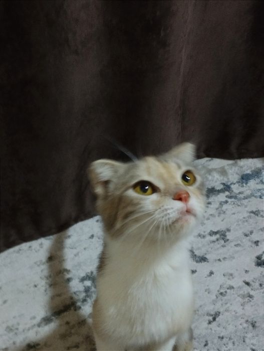 Продам шотландскую вислоухую кошечку, 1 год нежная и спокойная