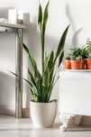Vând Sansevieria (Limba Soacrei) – Realizez ghivece similare la comand