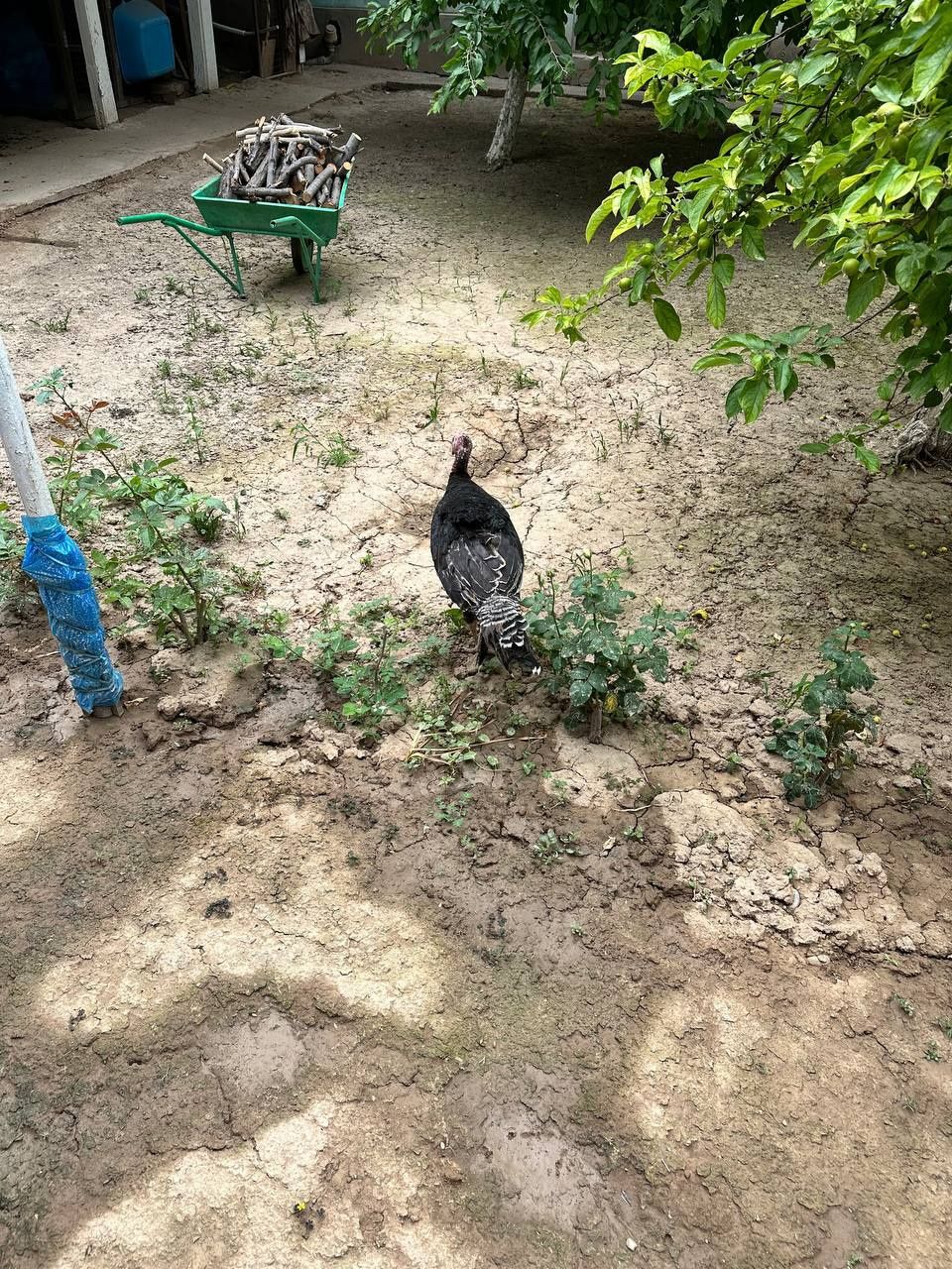 Куркалар сотилади. Соглом.