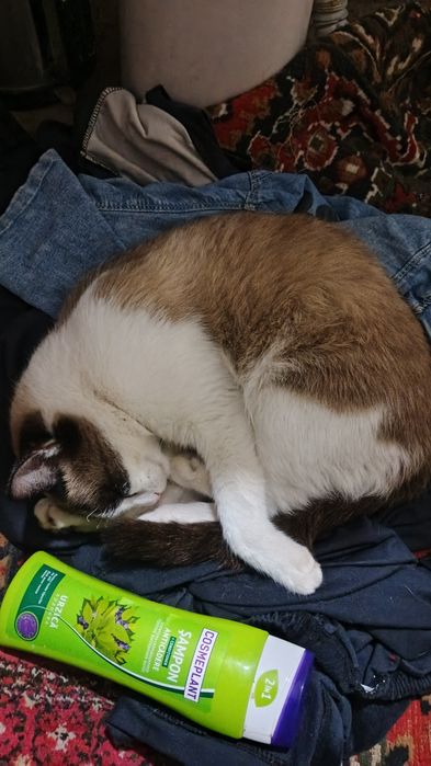 Narxi limon narxi limon