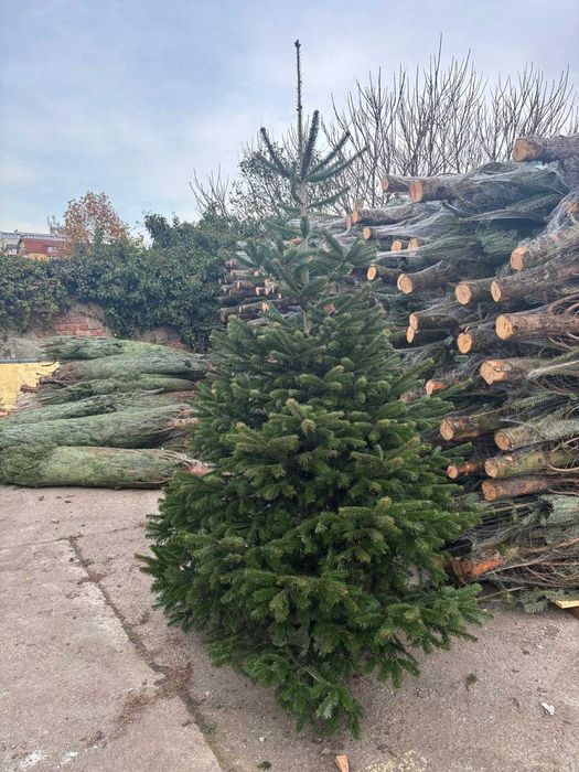 Vand Brazi Craciun Nordman Calitate Premium si I