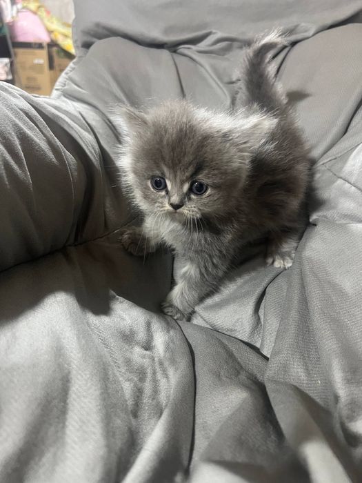 Продаются шиншилли