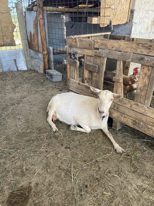 Iezi alpin francez si saneen