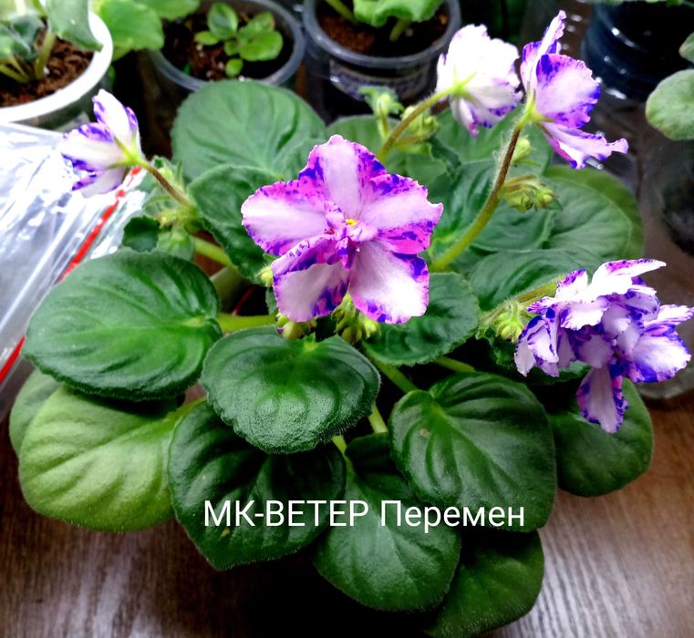 Продам сортовые фиалочки