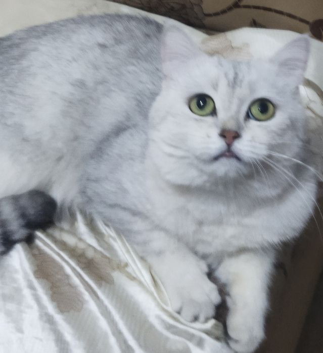 Вязка кота с кошкой