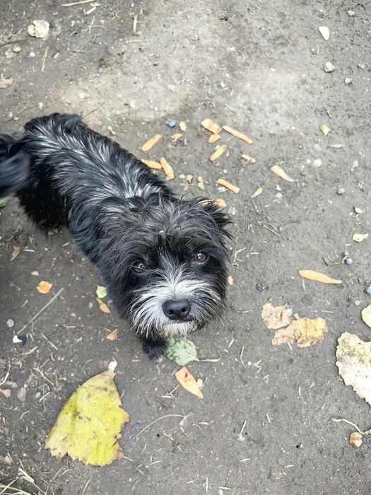 Oferim spre adoptie 2 catei