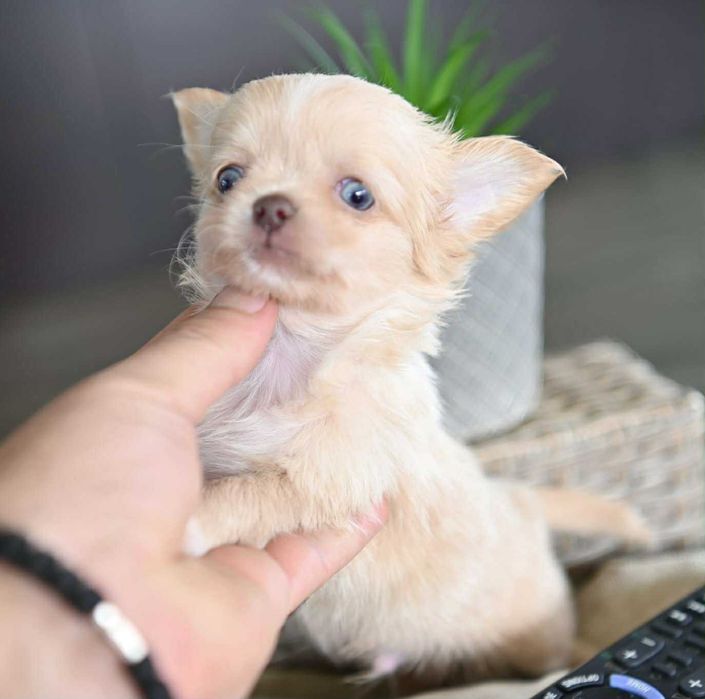 Мъжко дългокосместо мини чихуахуа изабел