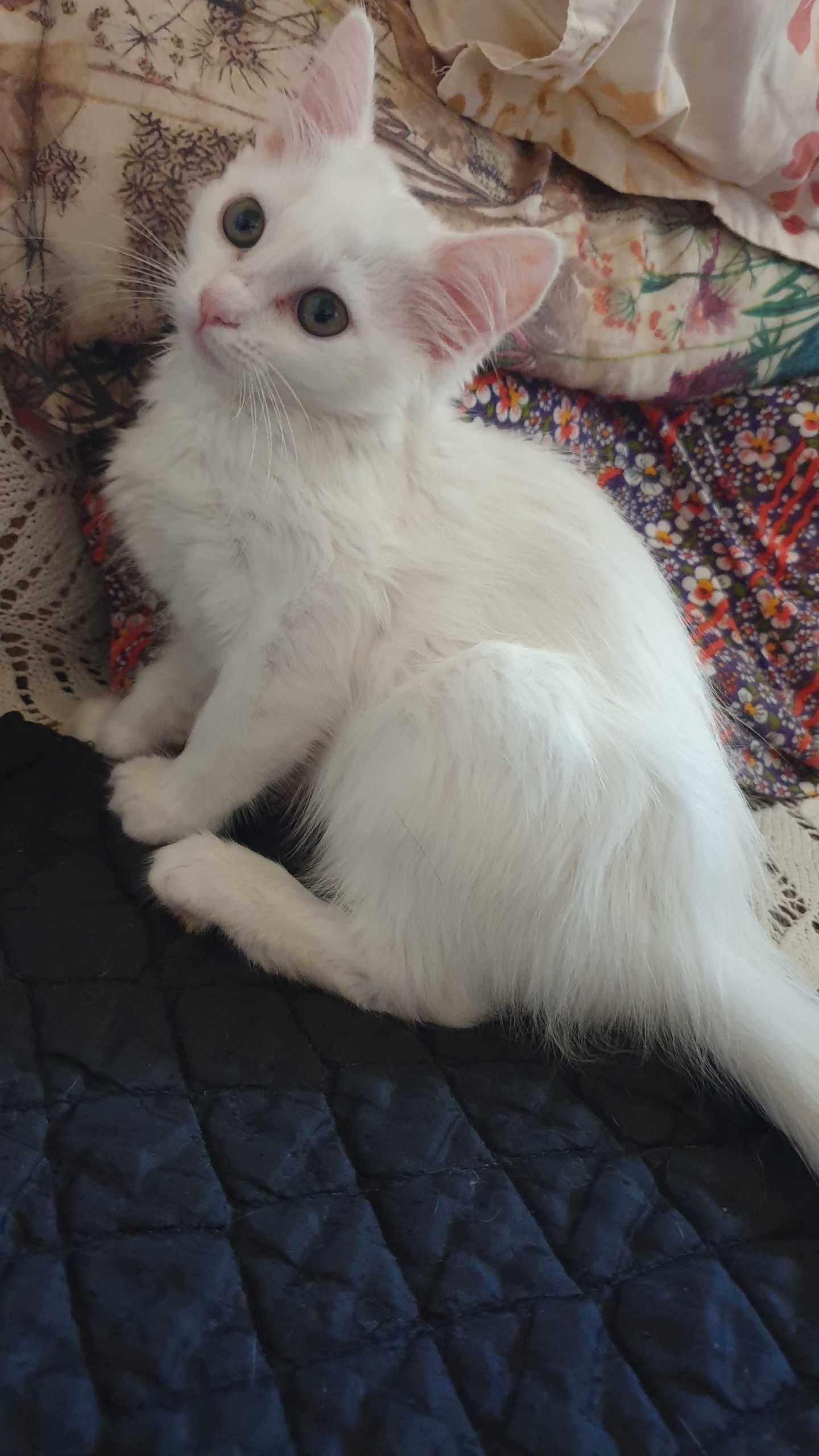 Продавам котенца