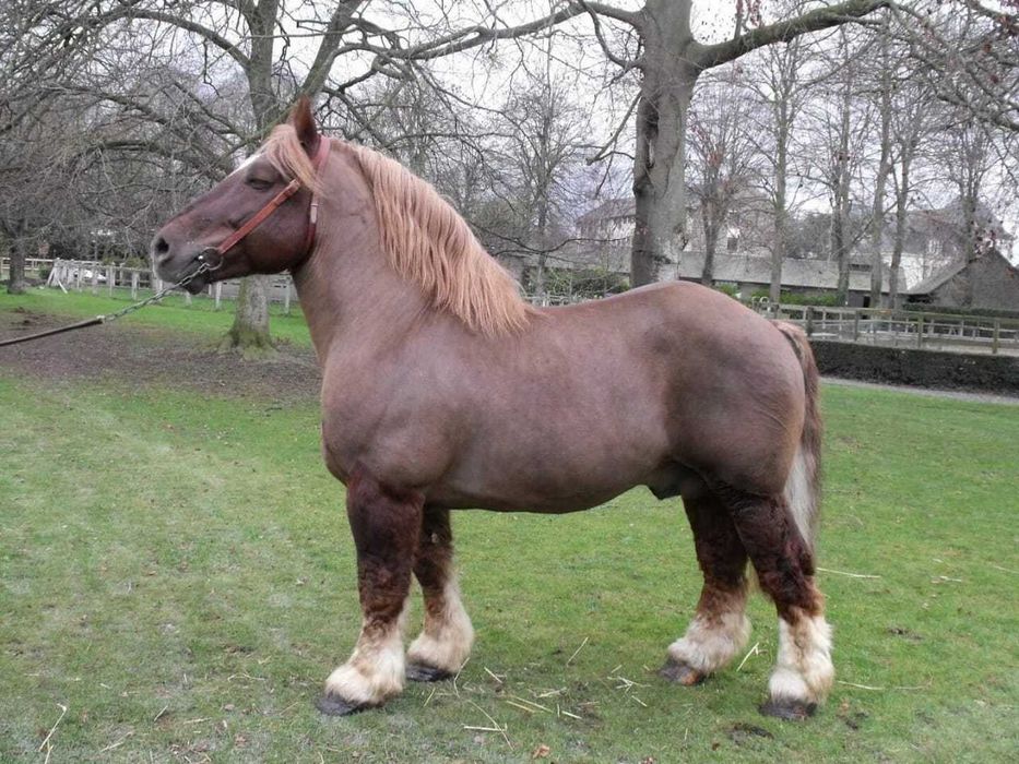 Полуторагодовалые Брабансоны