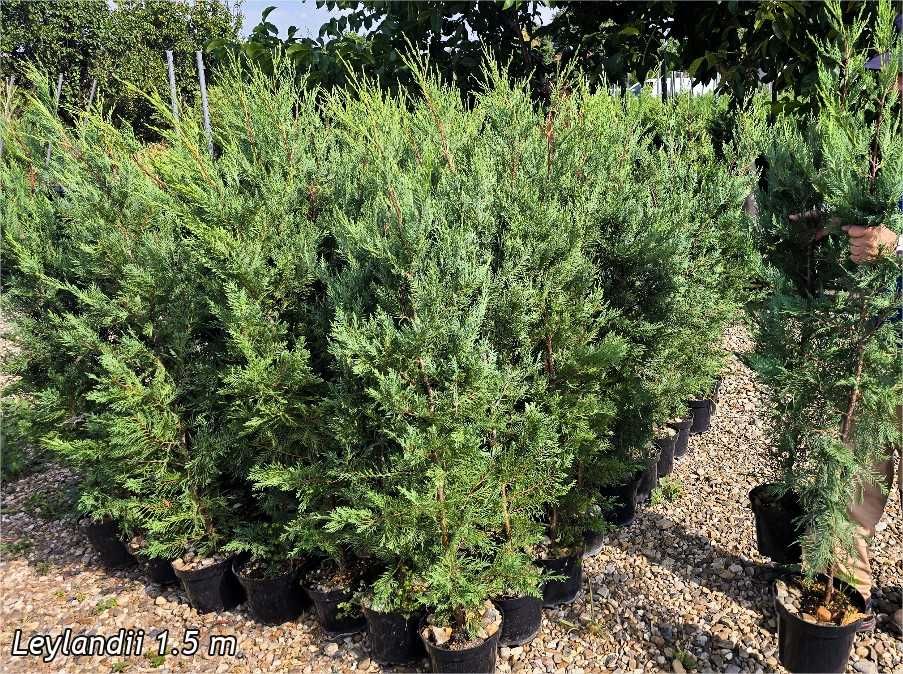 Leylandii  110-130 cm ghivece 3 L