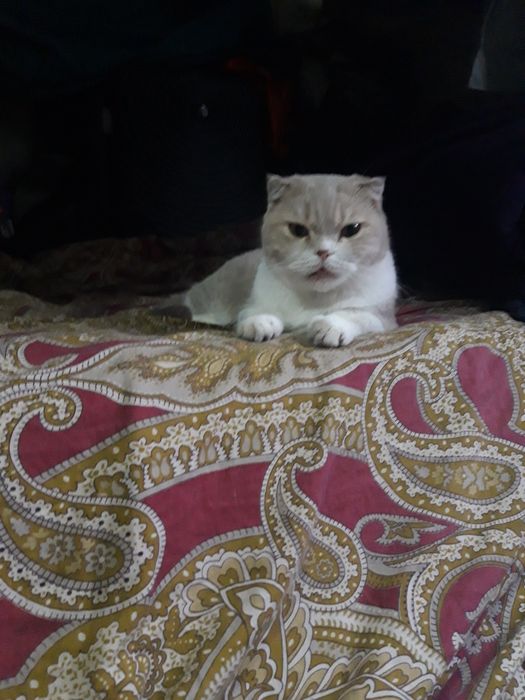 Шотландская вислоухая кошка.