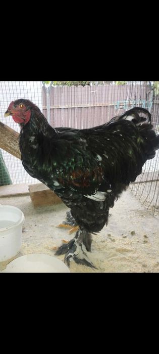 cocoși brahma 2025