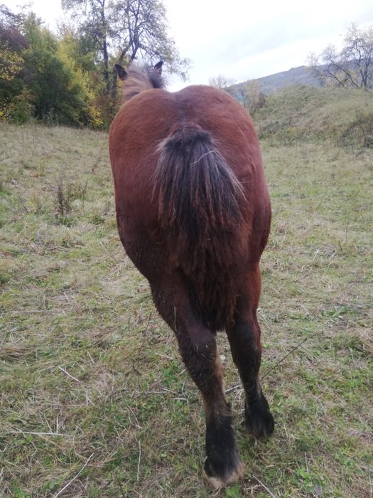 mânz de 6 luni si un cal de 2 ani jumate