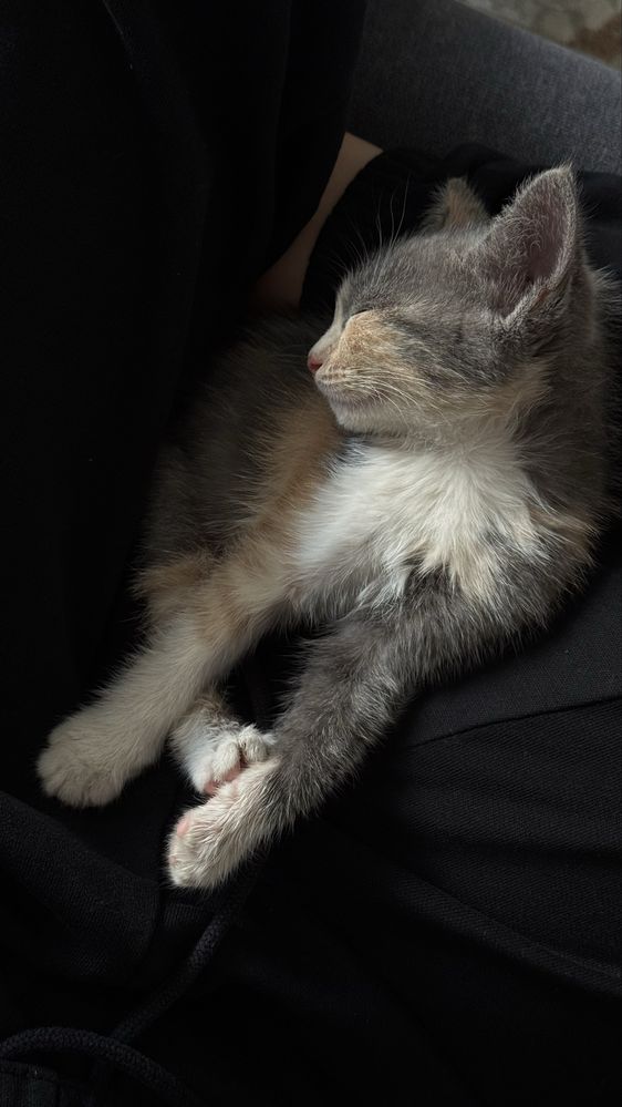Котенок, Девочка. Бесплатно