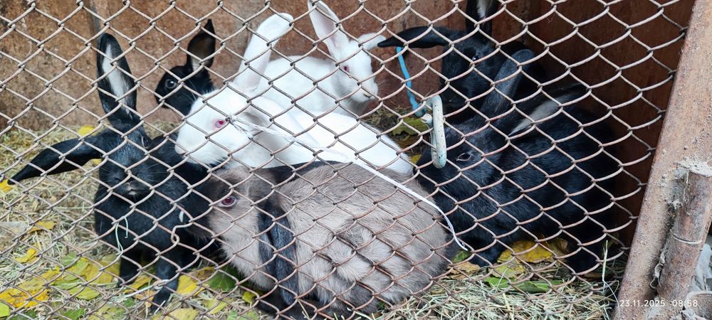 Ёш куёнчалар сотилади