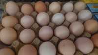 Яйца домашние ..для инкубации просвечиваются.