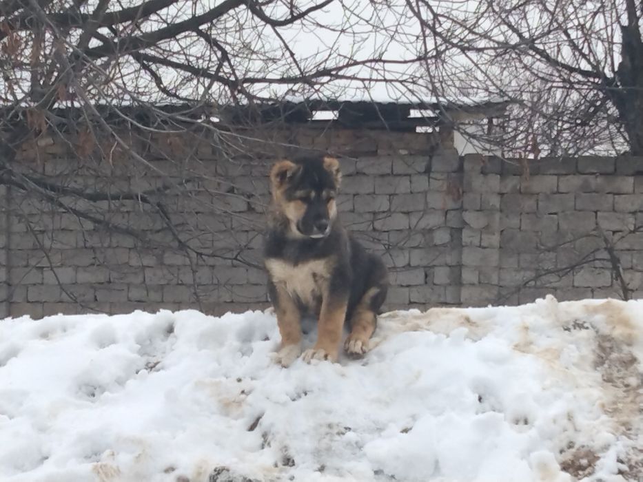 Щенок Алабая,05.12.23.привит.50000тг