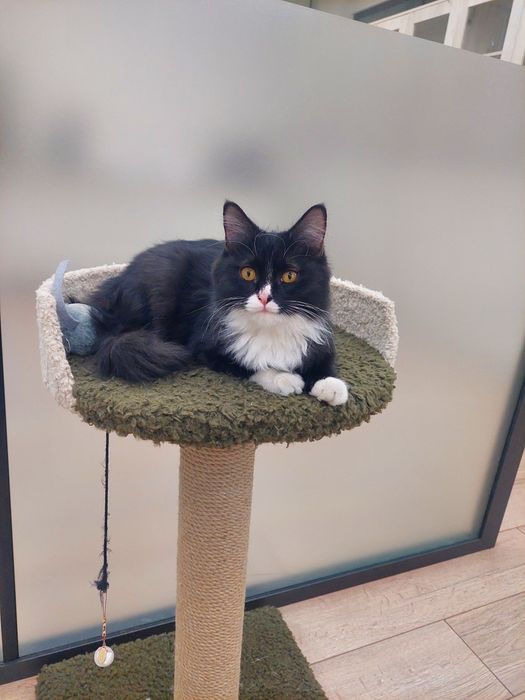 Котенок мальчик Ташкент