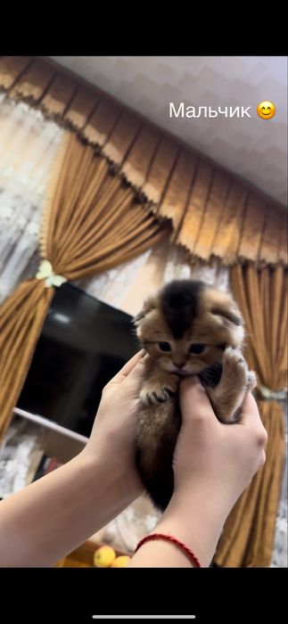 Продаются котята Шотладской породы!