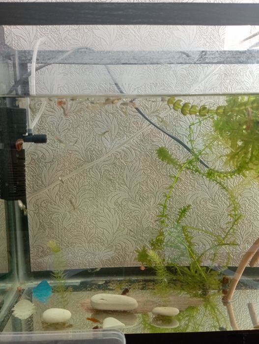 Продам мальков гуппи