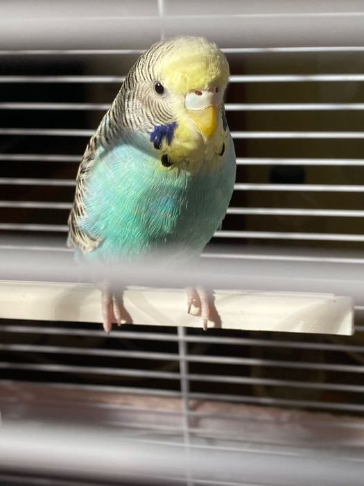 Vând Perus împreună cu colivie