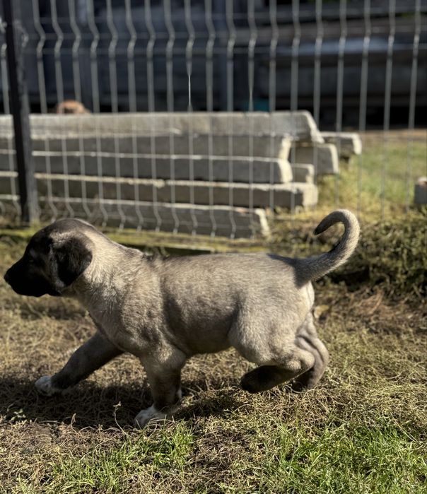 Catei Kangal-7 saptamani, vaccinati si deparazitati
