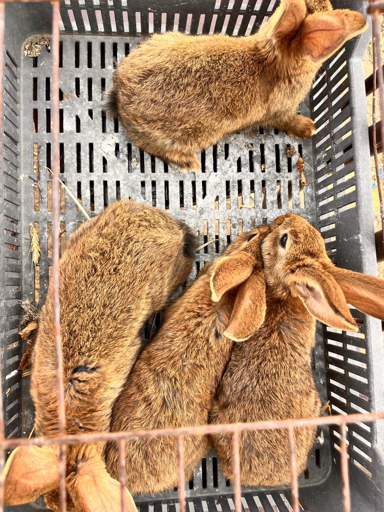 iepurasi aproape 2 luni . Mama este corcitura de UG si tatal NZ pur