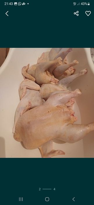 Домашние куры несушки бройлеры мясо свежие