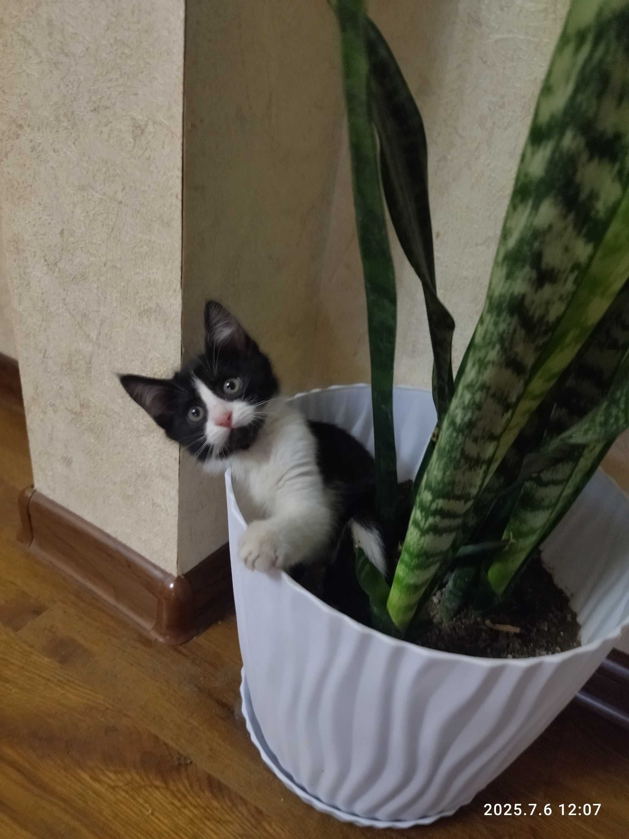Отдам в добрые руки котенка девочку