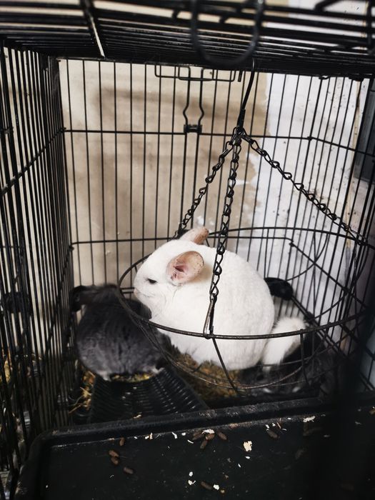 Chinchilla de vânzare