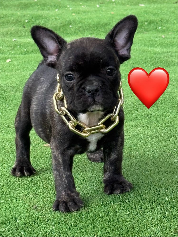 Femela buldog francez